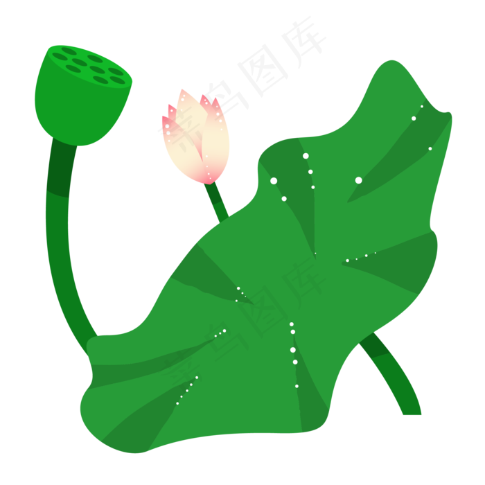 荷花荷叶和莲蓬插图