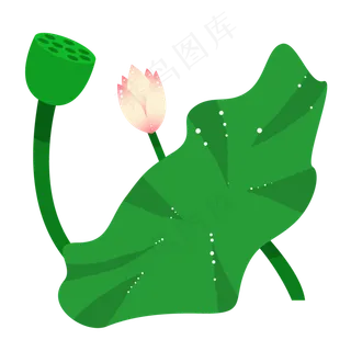 荷花荷叶和莲蓬插图