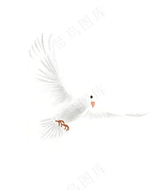 白色鸽子和平鸽,免抠元素