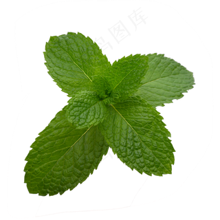 绿色薄荷,免抠元素