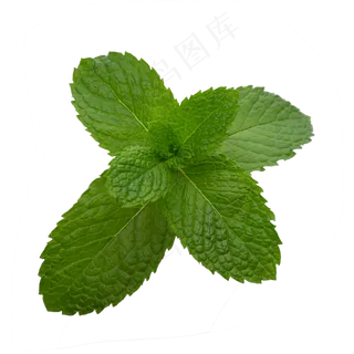 绿色薄荷,免抠元素