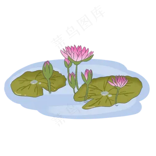 夏日荷塘里盛开的荷花