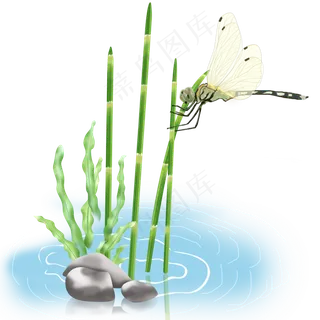 小暑大暑蜻蜓植物