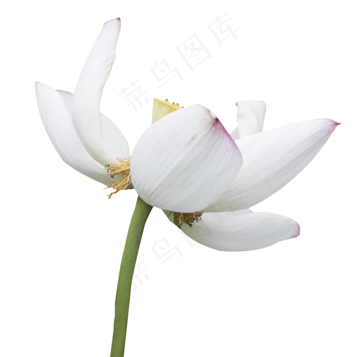 盛开的白莲(2000X2000(DPI:300))