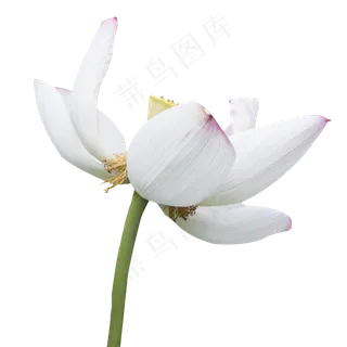 盛开的白莲 盛开的白莲