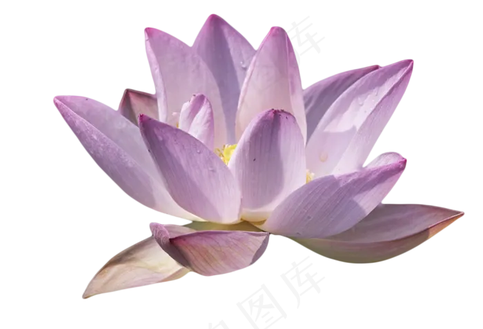 粉色荷花(2000X1362(DPI:300))psd模版下载