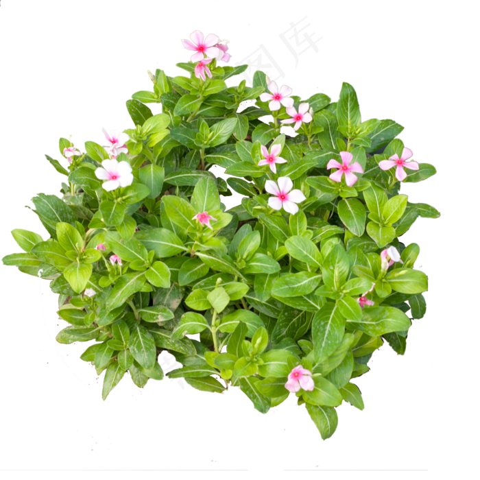 花朵植物叶子摄影