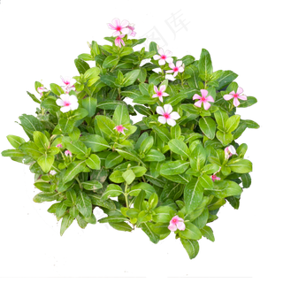 花朵植物叶子摄影