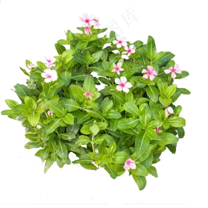 花朵植物叶子摄影