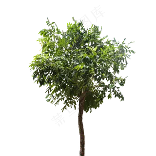 绿色树木,免抠元素