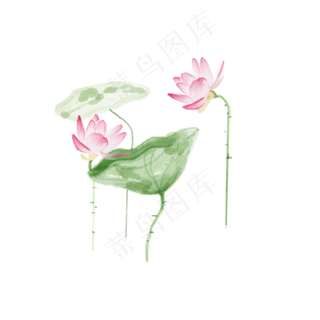 唯美荷花植物组合