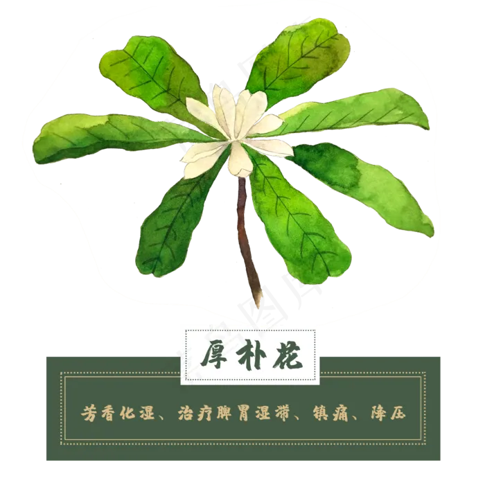 厚朴花类中草药材植物水彩花卉(2500X2500(DPI:300))psd模版下载