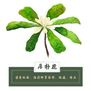 厚朴花类中草药材植物水彩花卉