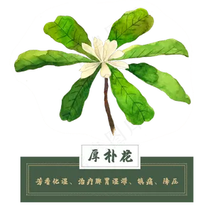 厚朴花类中草药材植物水彩花卉