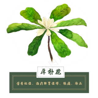厚朴花类中草药材植物水彩花卉