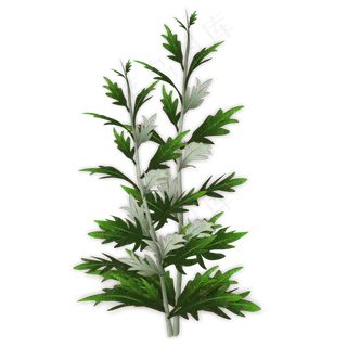 艾草绿色端午节艾草一根,免抠元素