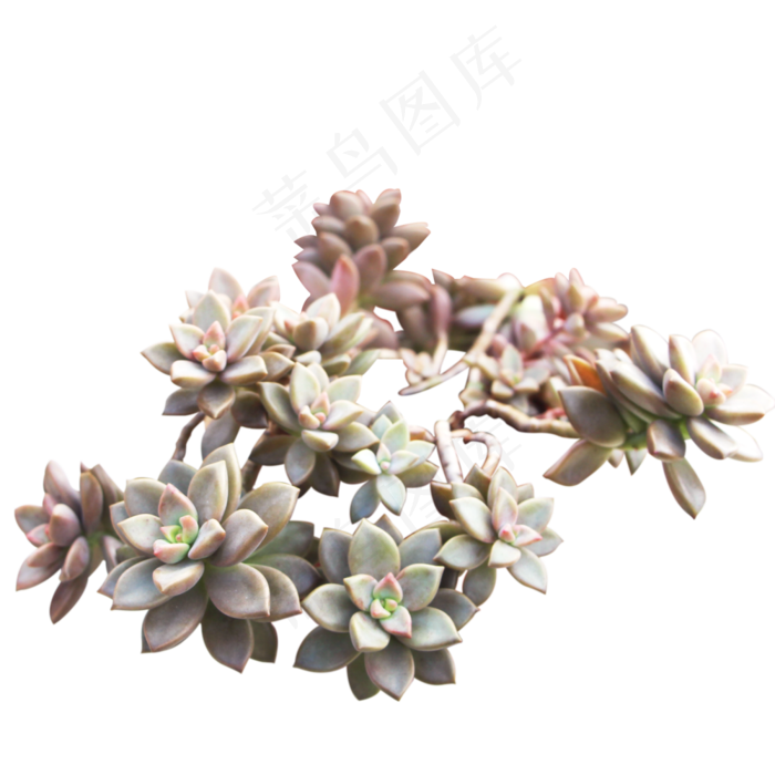 多肉植物姬胧月,免抠元素
