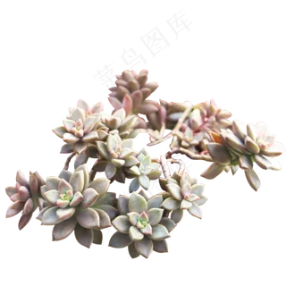 多肉植物姬胧月,免抠元素 多肉植物姬胧月,免抠元素