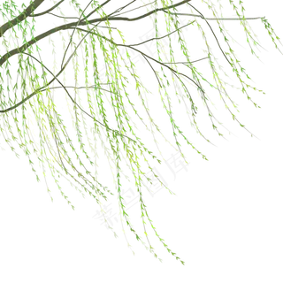 卡通手绘春季植物柳树,免抠元素 卡通手绘春季植物柳树,免抠元素