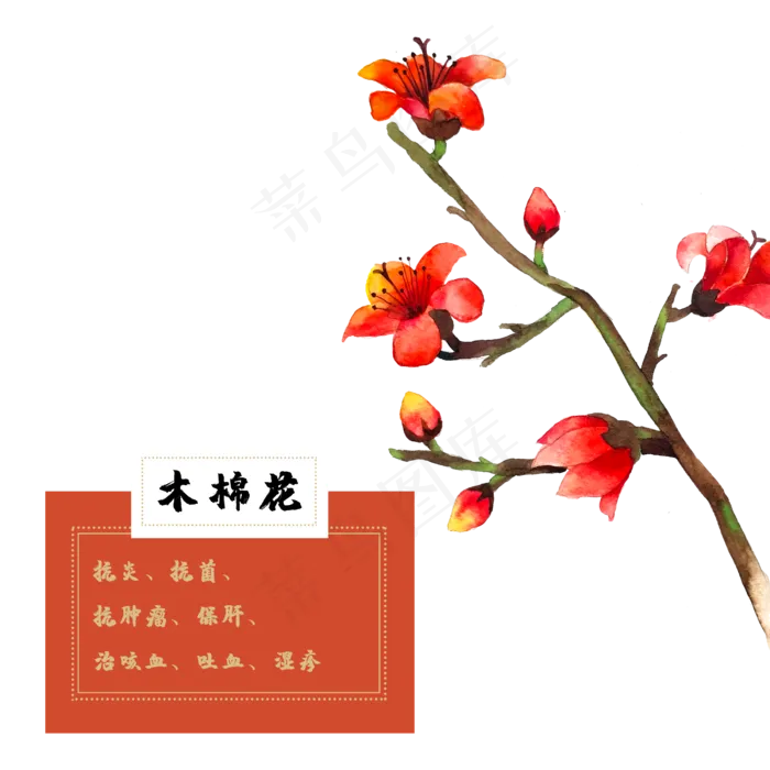 木棉花花类中草药水彩植物(2500X2500(DPI:300))psd模版下载