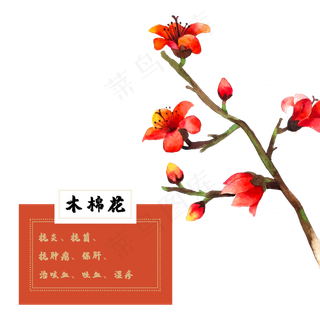木棉花花类中草药水彩植物
