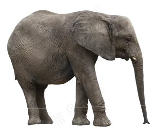 非洲大象,免抠元素