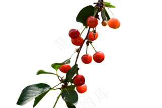 樱桃树上的红樱桃