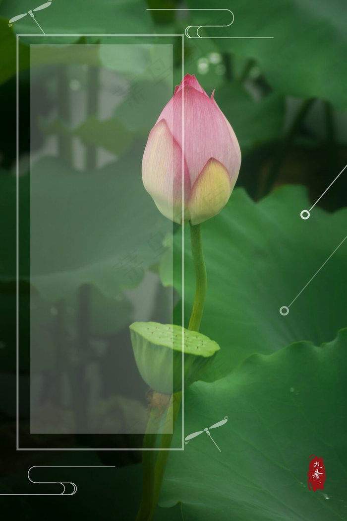 大暑节气清新荷花海报背景