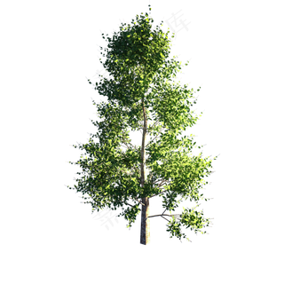 树绿色风景树大自然植物绿色树枝,免抠元素