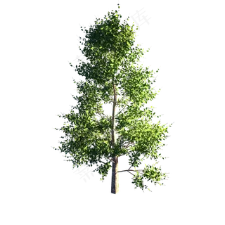 树绿色风景树大自然植物绿色树枝,免抠元素