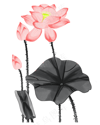 中国风美丽荷花