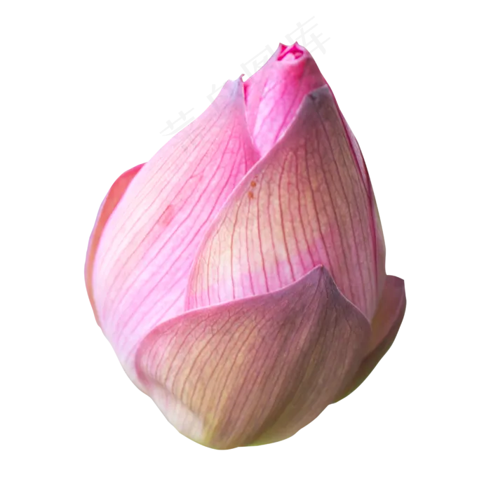 深粉色莲花花蕾(3000X3000(DPI:300))