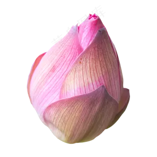 深粉色莲花花蕾
