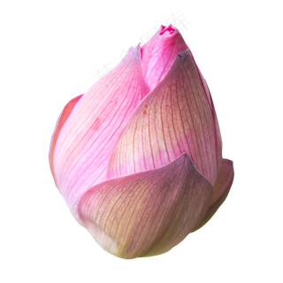 深粉色莲花花蕾