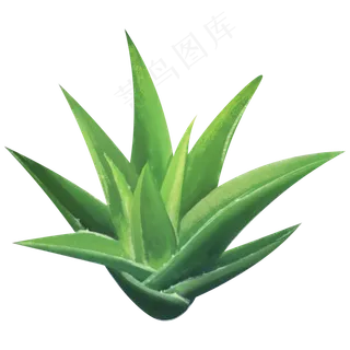 一颗新鲜的芦荟png,免抠元素