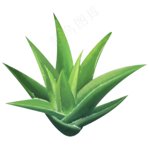 一颗新鲜的芦荟png,免抠元素