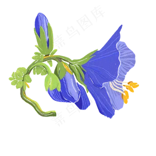 紫色喇叭花植物春天娇艳明媚PNG