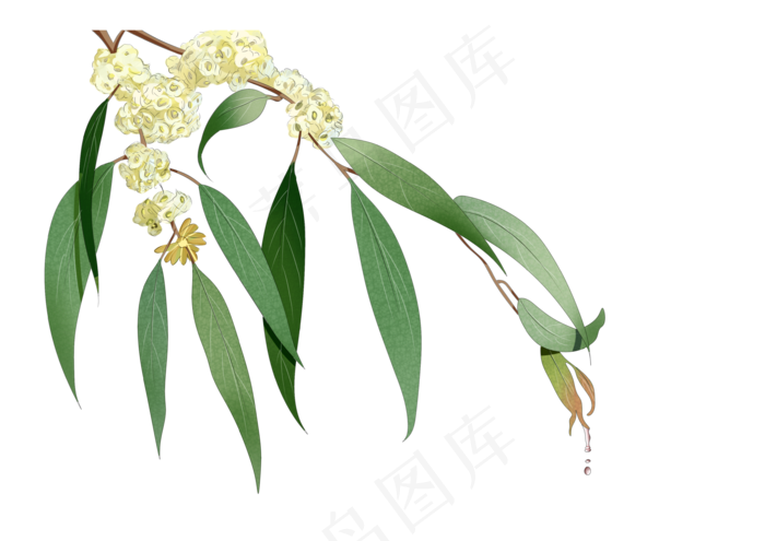父亲节小清新手绘尤加利装饰(3508X2480(DPI:300))psd模版下载