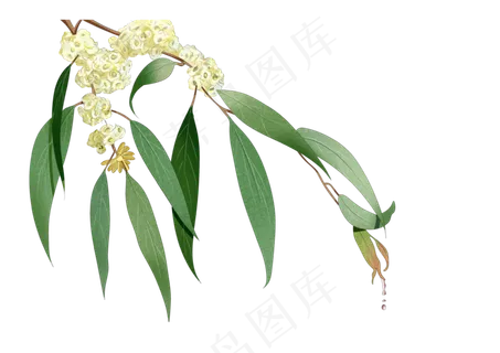 父亲节小清新手绘尤加利装饰