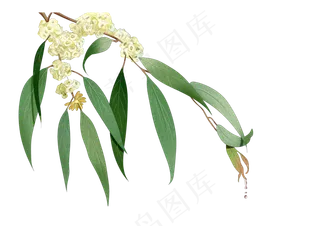 父亲节小清新手绘尤加利装饰