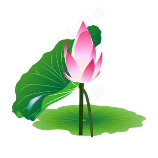 粉色的荷花