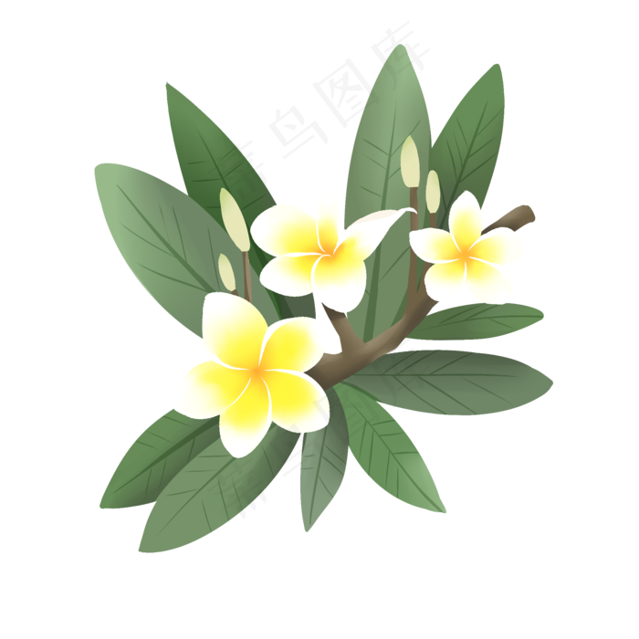 手绘鲜花装饰素材鸡蛋花蛋黄花