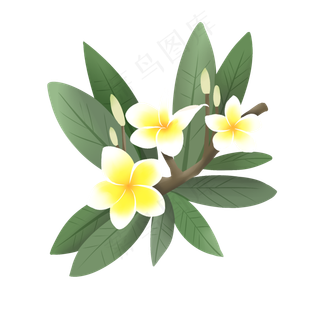 手绘鲜花装饰素材鸡蛋花蛋黄花