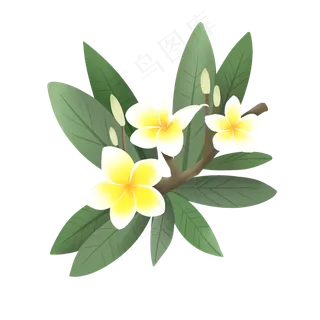 手绘鲜花装饰素材鸡蛋花蛋黄花