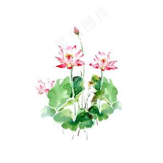 手绘荷花矢量图元素