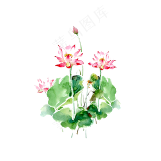 手绘荷花矢量图元素