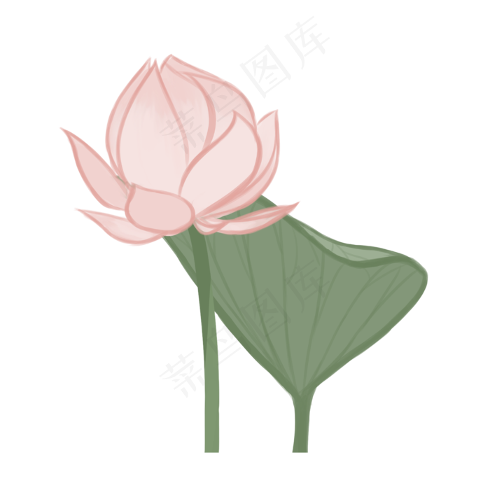 植物荷花荷叶插画