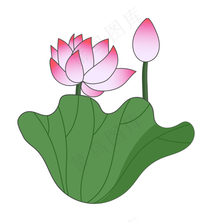 盛开荷花莲花