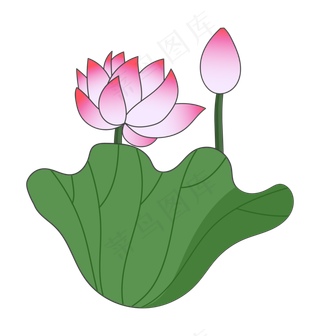 盛开荷花莲花