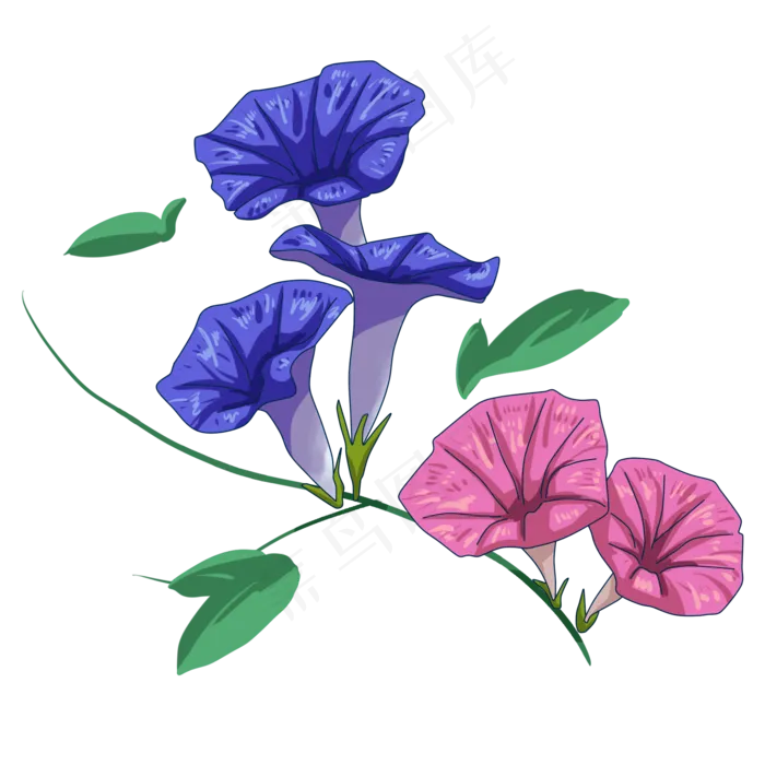手绘牵牛花(2000X2000(DPI:300))psd模版下载